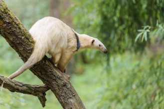 A Southern Tamandua (Tamandua tetradactyla) sits on a leaning tree in a forest and observes its