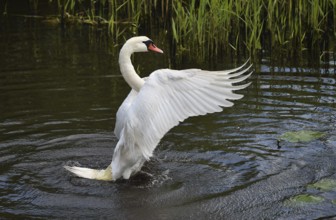 Mute swan (Cygnus olor) swimming in the lake during plumage care