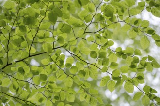 European beech (Fagus sylvatica), beech branch in spring, with fresh beech leaves, Oberhausen, Ruhr