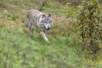 An adult grey wolf (Canis lupus lupus) runs through the dense undergrowth at the edge of the forest