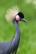 Black Crowned-crane (Balearica pavonina), portrait of adult bird, native to equatorial Africa,