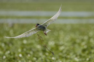 White-bearded Tern (Chlidonias hybrida), flying with nesting material, Danube Delta, Romania,