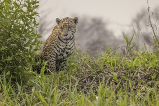 Jaguar (Panthera onca), upper edge of steep bank, Pantanal, Brazil, South America