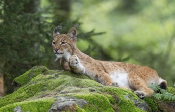 Eurasian lynx (Lynx lynx) lying on a moss-covered rock in the forest and looking attentively,