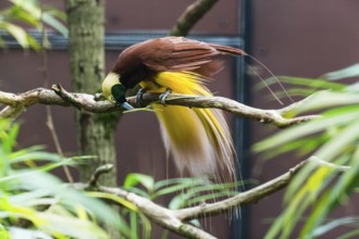 Raggiana Bird-of-paradise (Paradisaea raggiana), adult male bird perched on a branch, playing with