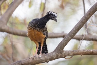 Bare-faced Hokko (Crax fasciolata), f, in tree, Pantanal, Brazil, South America