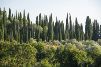 Tuscan landscape, country estate with, olive trees and cypresses in Chianti, Chianti Region,