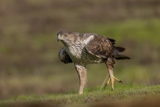 Bonelli's eagle (Aquila fasciata), running across meadow, Sierra Morena, Andalusia, Spain, Europe