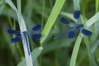 Banded Demoiselles (Calopteryx splendens), two adult males resting amongst tall grass, Hesse,