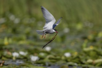 White-bearded Tern (Chlidonias hybrida), flying with nesting material, Danube Delta, Romania,