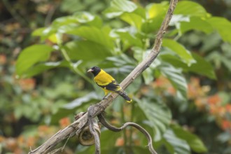 Black-headed oriole (Eurasian Golden Oriole xanthornus), Kaeng Krachan National Park, Thailand,