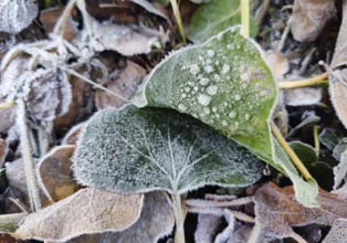 Plant parts covered in hoarfrost, Witten, North Rhine-Westphalia, Germany, Europe