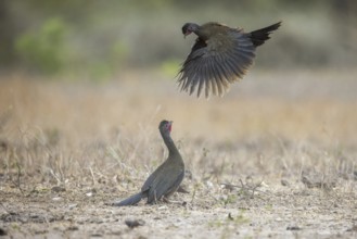 Chacochachalaca (Ortalis canicollis), aerial combat, Pantanal, Brazil, South America