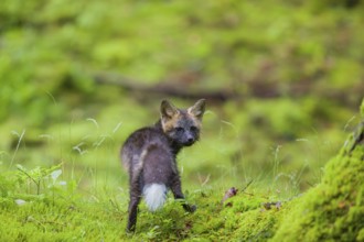 One young silver fox (Vulpes vulpes) exploring the surrounding of its den on the mossy forest floor