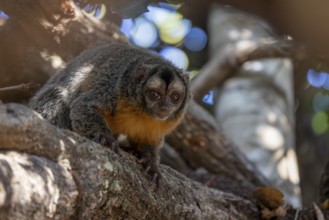 Azaras night monkey (Aotus azarae), in a tree, Pantanal, Brazil, South America