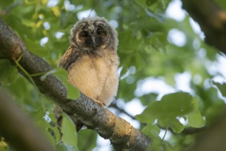 Long-eared owl (Asio otus), young bird, just fledged, nest fledgling, Bottrop, Ruhr area, North