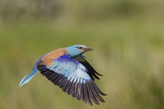 European Roller (Coracias garrulus), in flight, Danube Delta, Romania, Europe