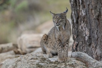 Lynx pardinus, male, on stone next to tree, Sierra de Andujar, Andalusia, Spain, Europe