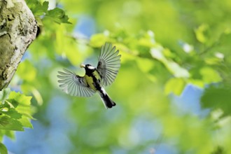 Great tit (Parus major), with food in its beak approaching the breeding den, Canton Zug,