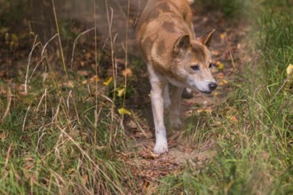 One New Guinea singing dog or New Guinea Highland dog (Canis hallstromi) (Canis dingo hallstromi,