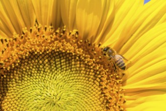 Honey bee (Apis) on the blossom of a sunflower (Helianthus annuus), close-up, Saxony, Germany,