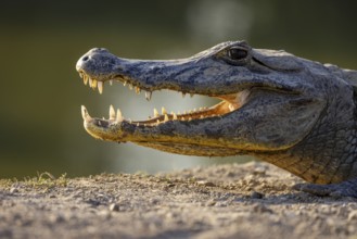 Spectacled caiman (Caiman yacare), head portrait against the light, Pantanal, Brazil, South America