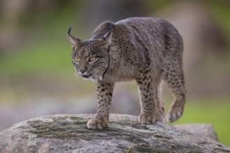 Lynx pardinus, male, on stone, Sierra de Andujar, Andalusia, Spain, Europe