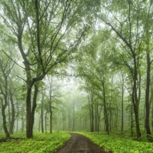 Hiking trail through near-natural deciduous forest of beech, oak and hornbeam with fog in spring,