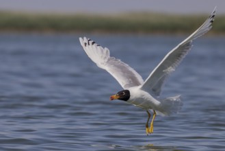 Herring gull (Ichthyaetus ichthyaetus), taking off from the water, Danube Delta, Romania, Europe