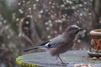 Eurasian jay (Garrulus glandarius) in a garden, Bavaria, Germany, Europe