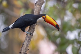 Giant toucan (Ramphastos toco), on branch, Pantanal, Brazil, South America