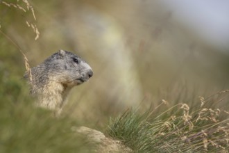 An alpine marmot (Marmota marmota) stands on a rock. The animal is brown and grey. Aosta, Gran