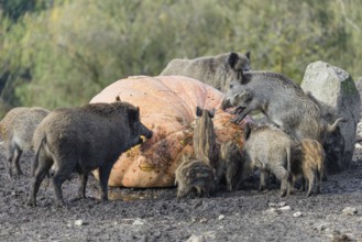 A herd of wild boar (Sus scrofa) stands in a clearing and eats a giant pumpkin