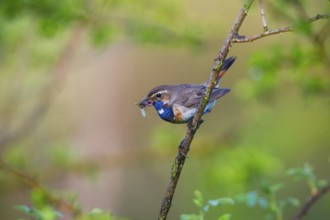 Bluethroat (Luscinia svecica cyanecula), adult male with caught insects in its bill, to feed to its