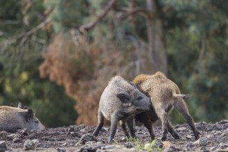 Two young wild boars (Sus scrofa) fight in a dry clearing. In the background you can see a forest