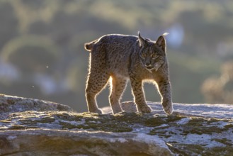 Lynx pardinus, male, running over stone, backlight, background far away, Sierra de Andujar,