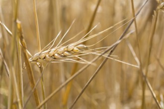 Grain field with ripe ears of wheat (triticum) in front of a blue sky, Riesa, Saxony, Germany,