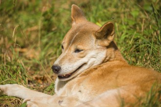 One New Guinea singing dog or New Guinea Highland dog (Canis hallstromi) (Canis dingo hallstromi,