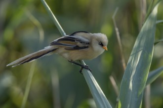 Bearded Tit (Panurus biarmicus), f, on reed stalk, Danube Delta, Romania, Europe