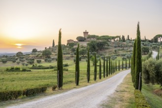 Road leading to the Palazzo massaini at sunset, Unesco world heritage site Val d´Orcia, Italy,