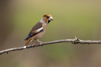 Hawfinch (Coccothraustes coccothraustes), on branch, Andalusia, Spain, Europe