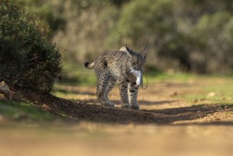 Lynx pardinus, young male, with rat in mouth, prey, La Mancha, Spain, Europe