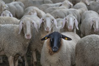 Blackface sheep among Merino sheep in the pasture, Thuisbrunn, Upper Franconia, Bavaria, Germany,