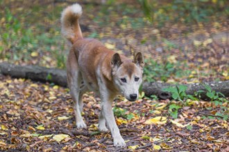 One New Guinea singing dog or New Guinea Highland dog (Canis hallstromi) (Canis dingo hallstromi,