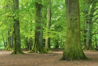 Huge old beeches and oaks with moss-covered roots in a former hut forest, Reinhardswald, Sababurg