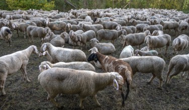 A herd of Merinoland sheep in a fenced pasture, Thuisbrunn, Upper Franconia, Bavaria, Germany,