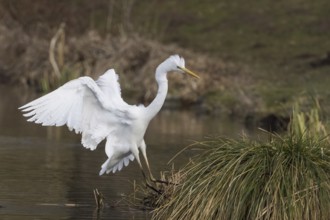 An egret (Ardea alba) landing on a grassy bank, Hesse, Germany, Europe