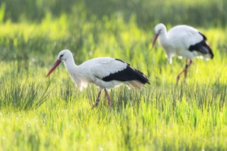 White storks (Ciconia ciconia) foraging in a meadow, Lower Saxony, Germany, Europe