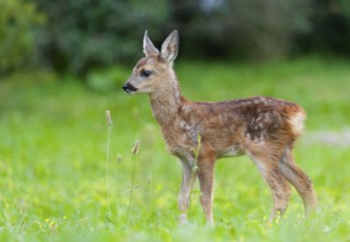 Roe deer (Capreolus capreolus), fawn standing in a meadow and looking attentively, Germany, Europe