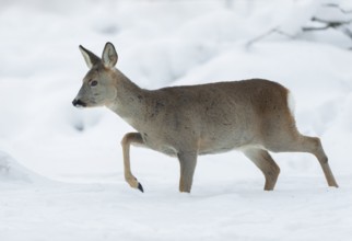 Roe deer (Capreolus capreolus), doe with winter coat walking in the snow in winter, Germany, Europe